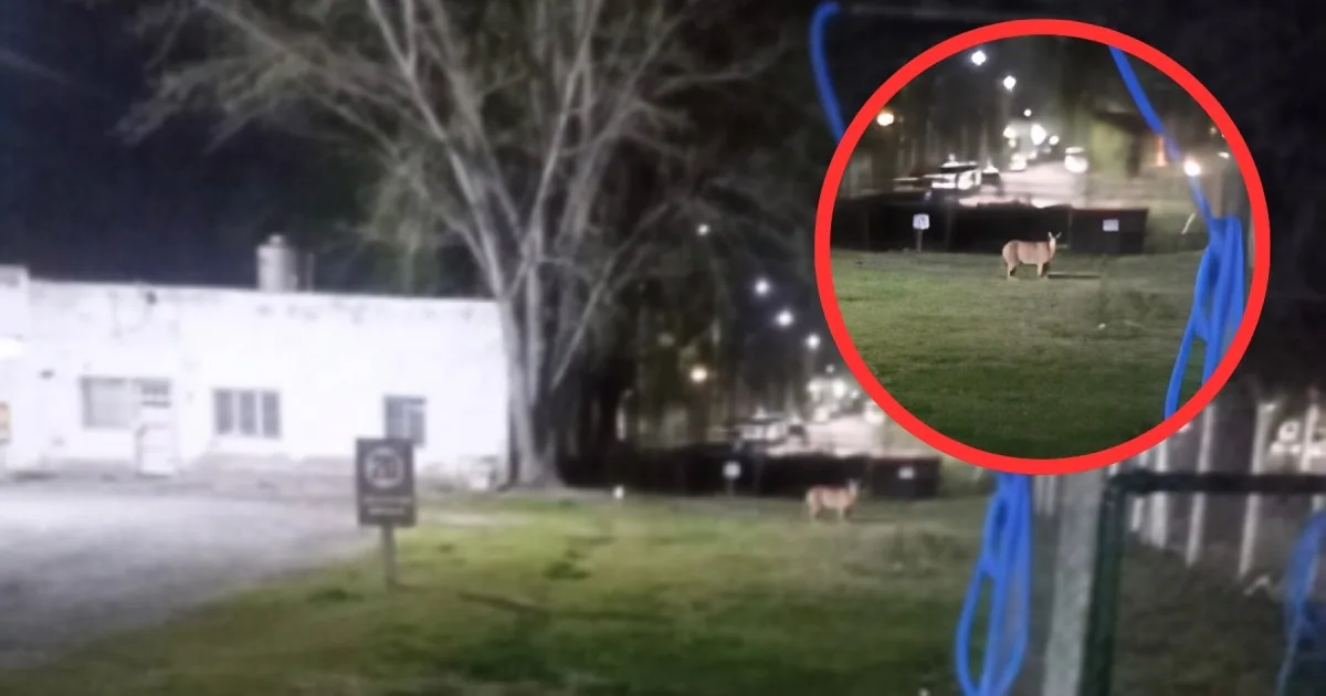 Qué hacer ante el avistaje de un puma: el municipio de Fernández Oro solicitó «actuar con precaución»