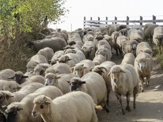 Pourquoi des dizaines de milliers de moutons ont-ils paniqué simultanément deux fois en l’espace de quelques années ?