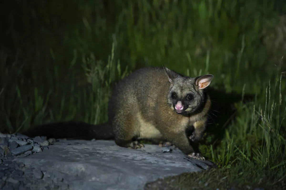 Listening to the bush: How AI can help NZ rid its wilderness of ‘hold-out’ pest possums