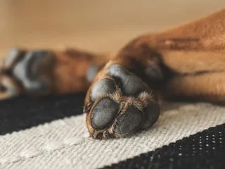 Leur chienne disparaît après un accident sur l’A71, ils la retrouvent pas très loin six jours plus tard