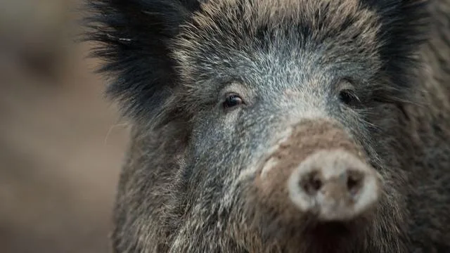 Wildtiere: Ungebetene Gäste - Wildschweine verwüsten Grabstätten