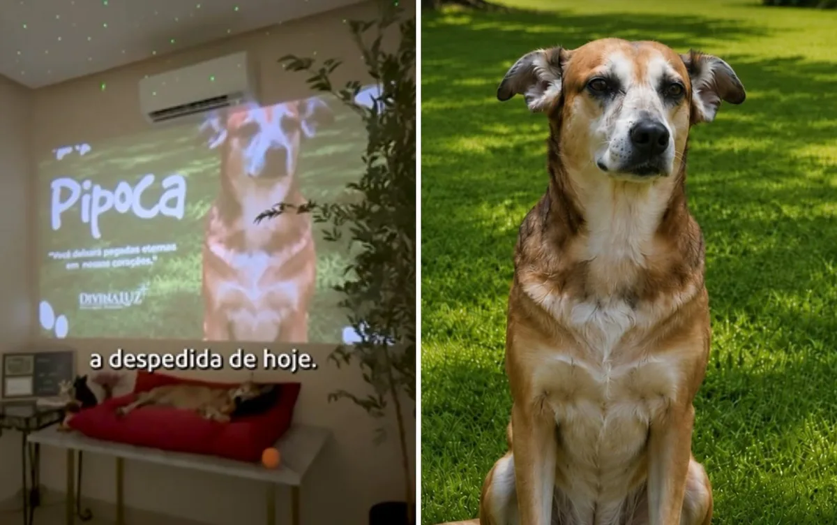Pet que teve despedida emocionante em funerária foi adotado após ser abandonado em estacionamento, diz tutor