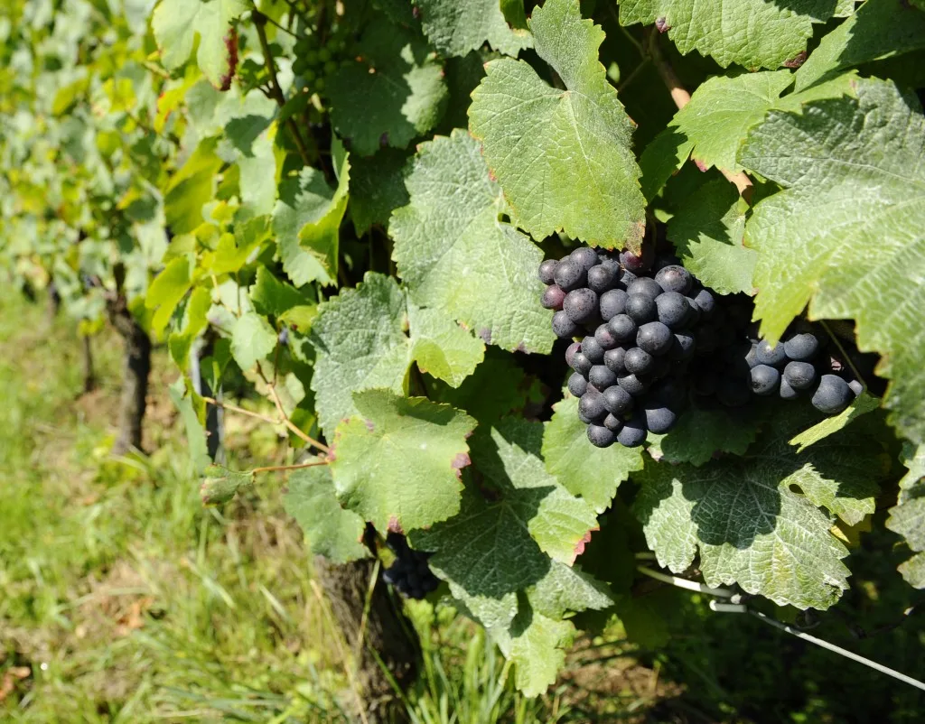 Vins : de l’Alsace à la Gascogne, nos conseils pour trinquer sans se ruiner