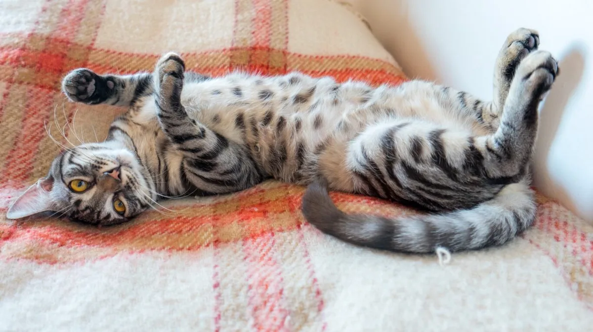 Nicky Trevorrow, especialista en comportamiento felino: “Cuando un gato te muestra la panza, puede estar demostrando confianza”