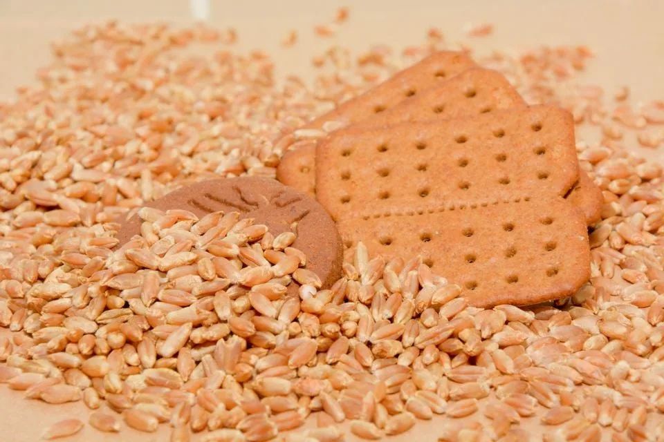 Embrapa testa cereal que pode substituir trigo e transformar indústria de biscoitos