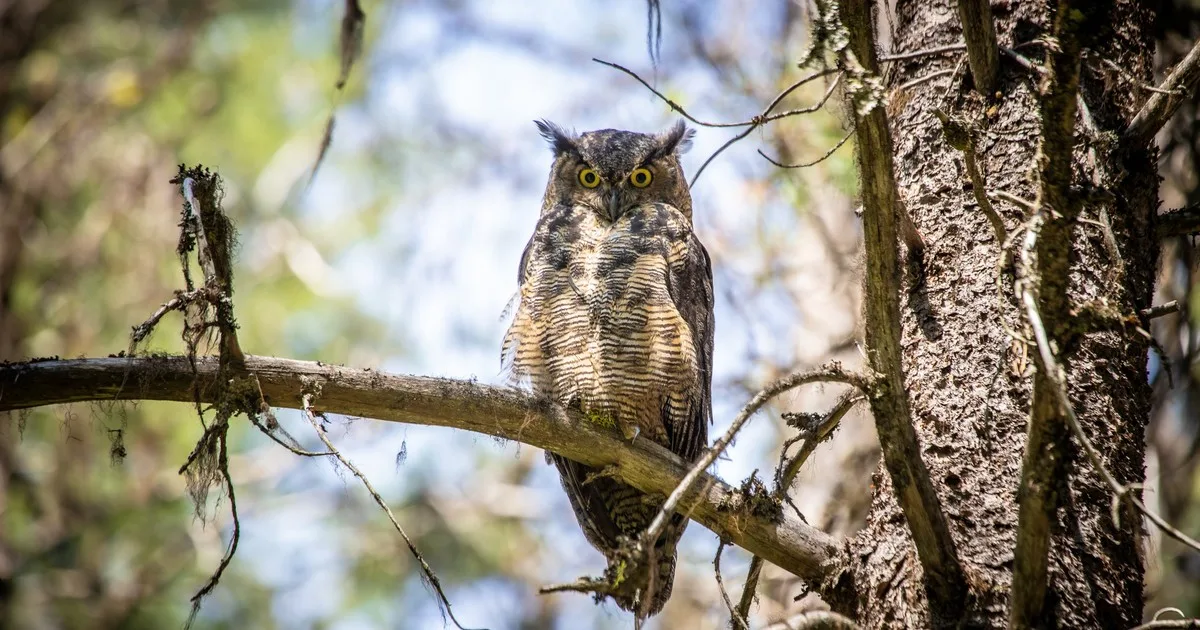 Un búho americano hallado en estado vulnerable con múltiples lesiones regresó a la naturaleza después de recibir cuidados especializados: "Estamos muy contentos de que finalmente esté en su entorno natural"