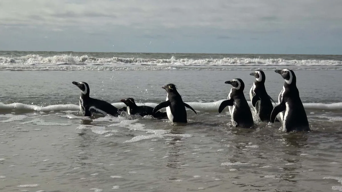 Seis pingüinos volvieron al mar tras un rescate clave: estaban atrapados en redes y contaminados con petróleo
