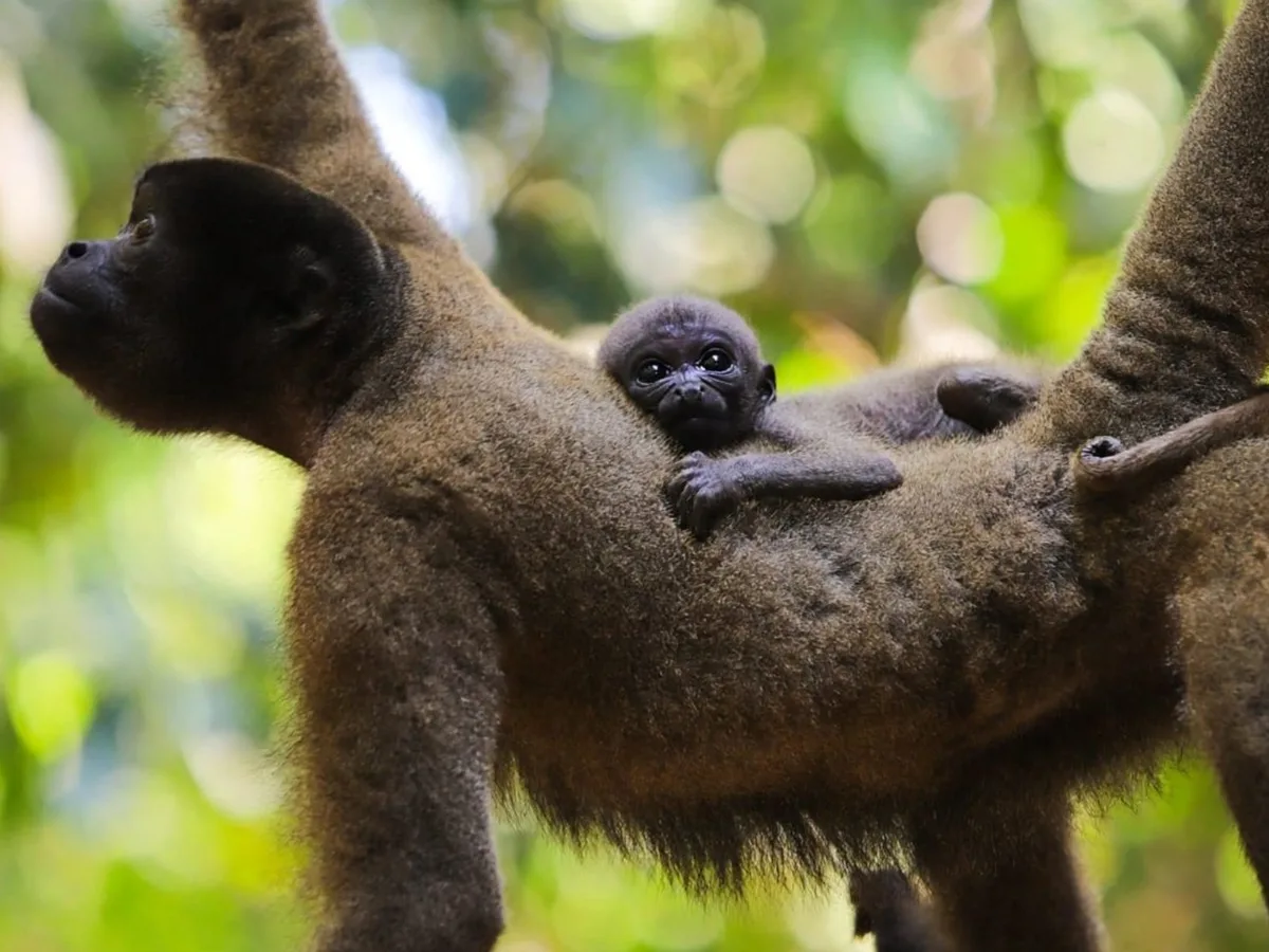 Macaco-barrigudo que nasceu em parque ambiental do AC pode ter nome escolhido pelo público