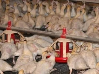 C’est le seul identifié en France : un surprenant nouveau cas de grippe aviaire détecté dans le Maine-et-Loire