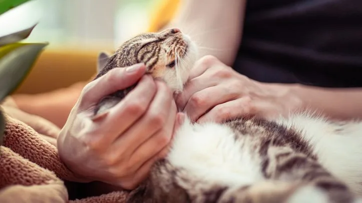 Carlos Gutiérrez, veterinario: "Si tu gato está incómodo cuando le das besos, déjalo de hacer. No pasa nada, es que él es así"