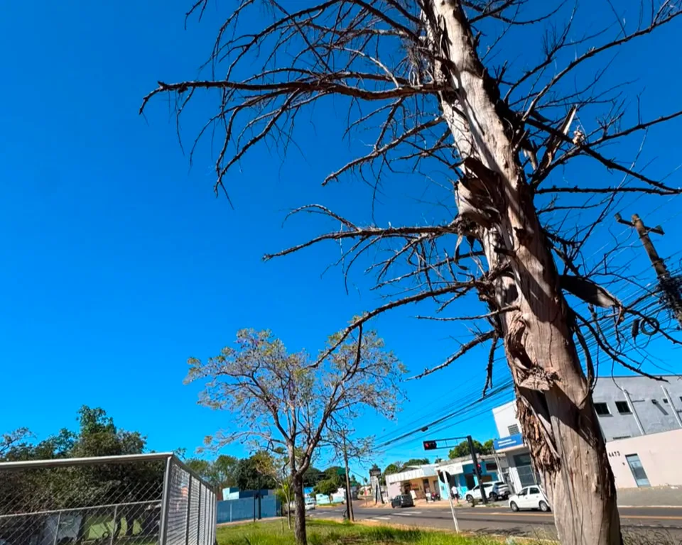 Morte de jovem acende alerta e moradores temem queda de árvore em praça
