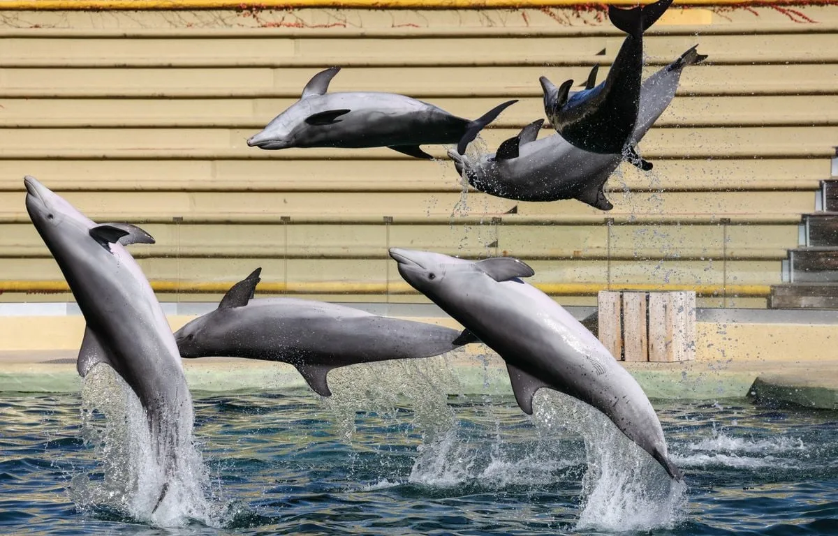 Après le renoncement de Beauval, que vont devenir les 19 dauphins captifs français qui devaient y être transférés ?