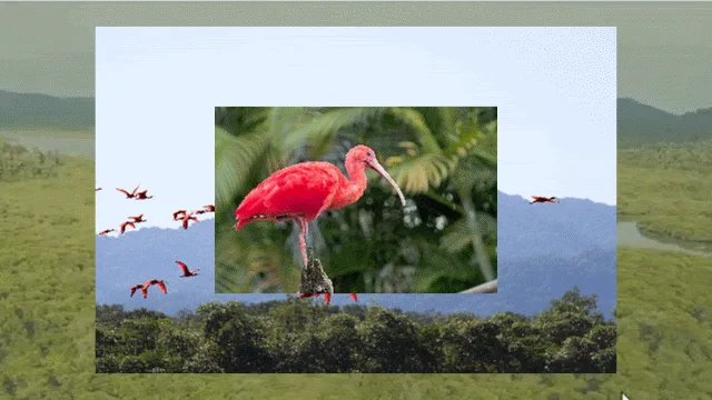 Guarás do Recôncavo revelam a importância dos manguezais