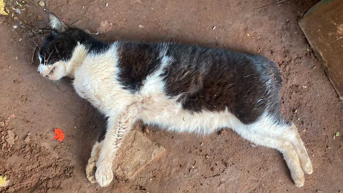 Moradores de aldeia denunciam mortes de animais com suspeita de envenenamento