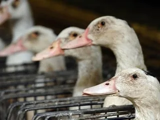 Un foyer de grippe aviaire découvert dans un élevage : 7 600 canards abattus en Maine-et-Loire