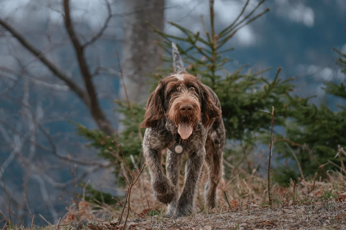 Cesky fousek: essa raça de cachorro se destaca pelo visual rústico e pela natureza astuta
