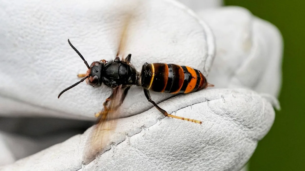 Insekten: Diese invasive Tierart erstmals in Thüringen nachgewiesen