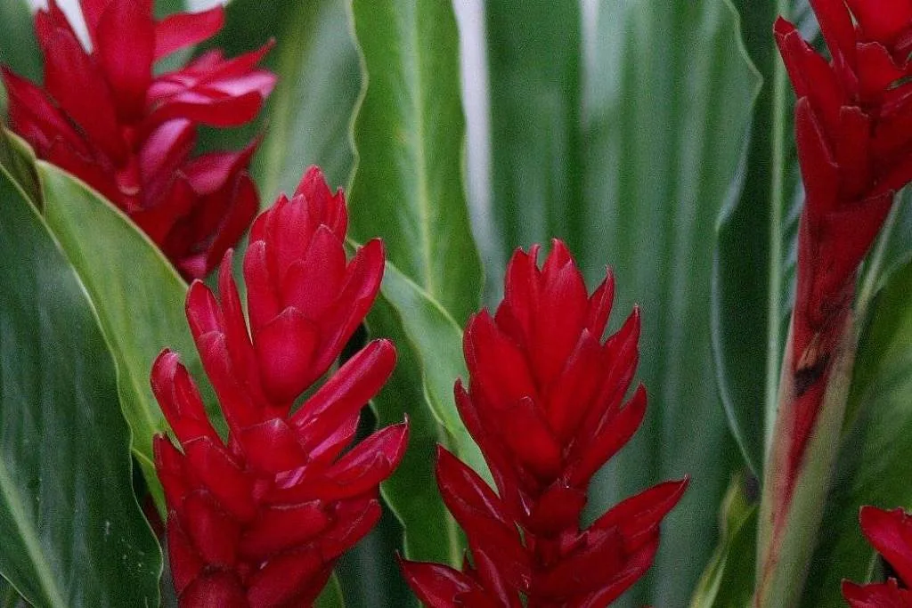 Como cultivar alpínia