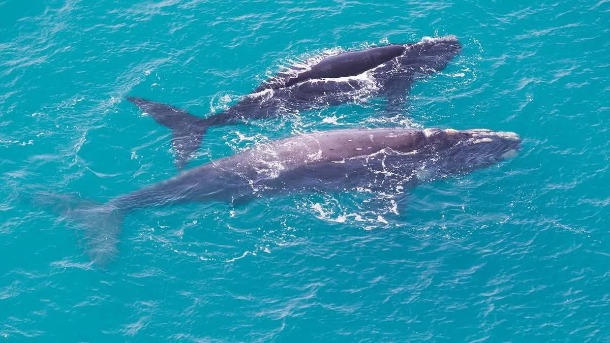 'Blue corridors' in mind for Pacific's whale highways