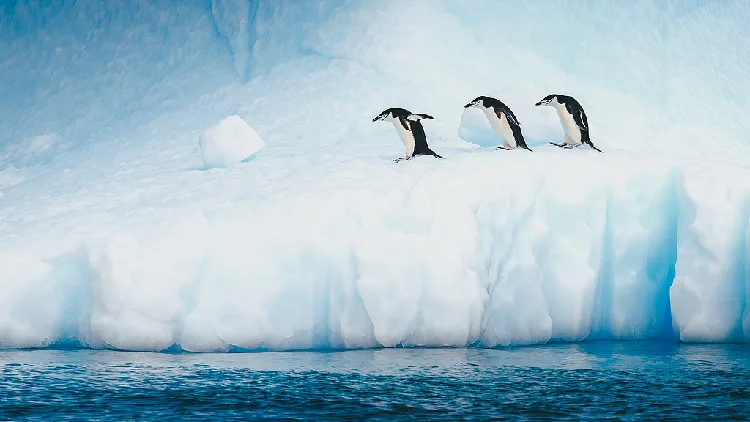 World's largest chinstrap penguin colony plunges by 63%