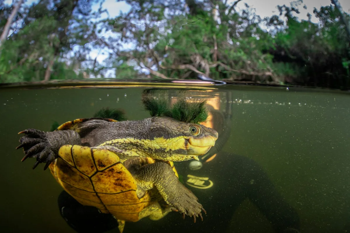 Two native turtles are vying to survive in a coastal Australian river. One doesn’t belong there