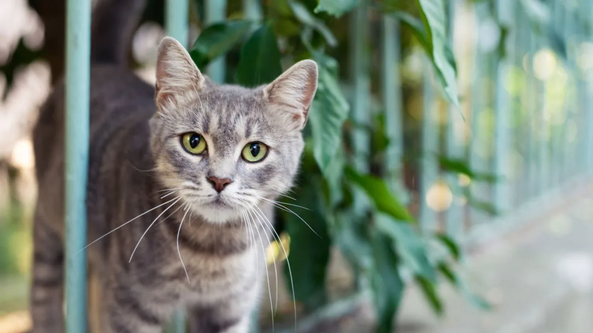 Los veterinarios coinciden: el juguete perfecto para un gato no es un ratón de cuerda, sino un circuito de bolas