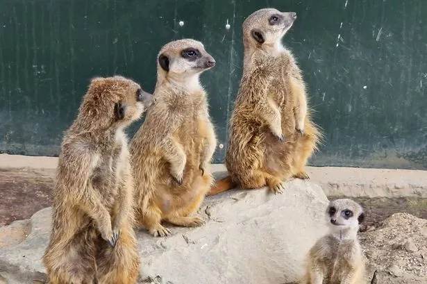 Meerkats killed in 'catastrophic' tunnel collapse at Leicestershire's Tropical Birdland