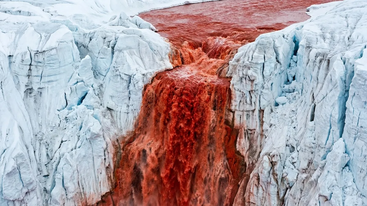 Segundo um novo estudo, as Cataratas de Sangue da Antártida abrigam descendentes de antigas criaturas marinhas