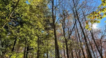Financiamento, proteção da natureza e balanços na COP17 da biodiversidade