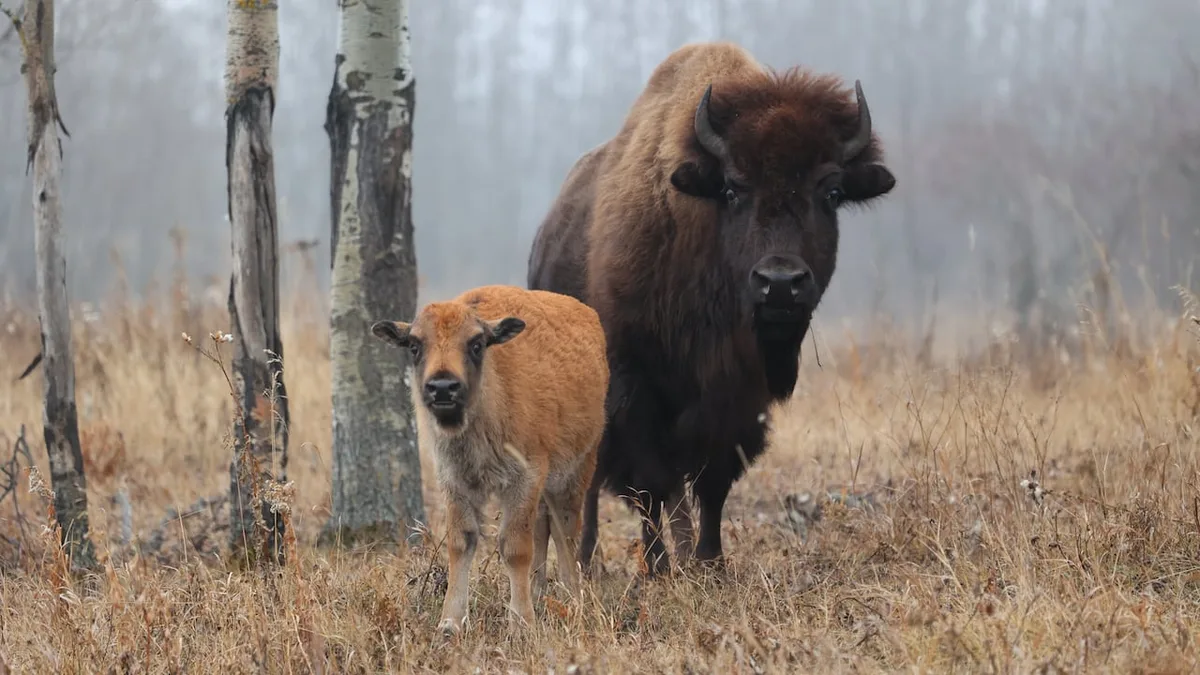 Mapping the genetics of a giant: New research decodes bison DNA