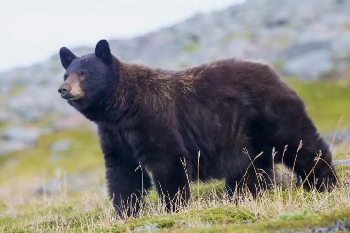Bear follows man, swipes at him on North Vancouver trail