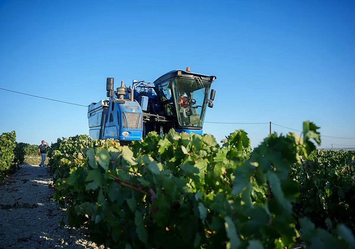La vendimia de Castilla-La Mancha prevé 19 millones de hectolitros pese a la sequía