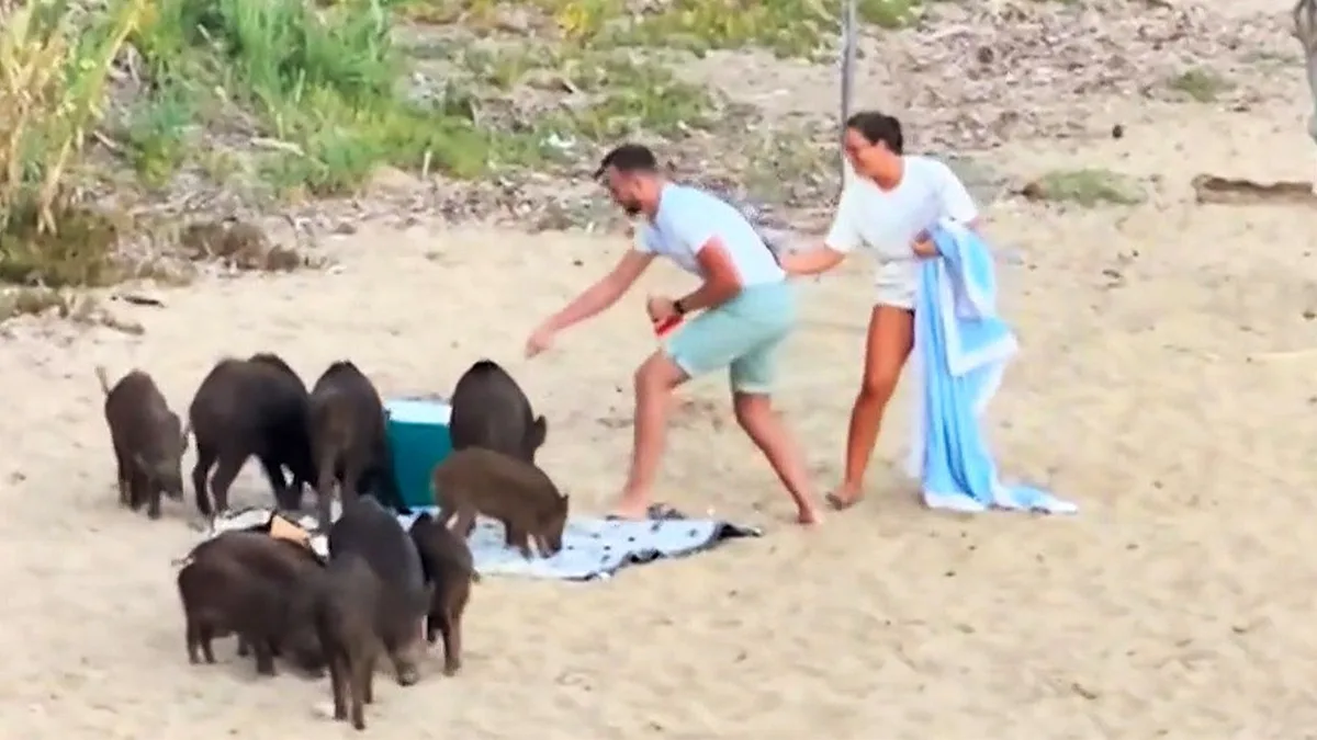 Idylle? Von wegen!: Pärchen will in Ruhe picknicken – doch diese Wildschweine haben andere Pläne