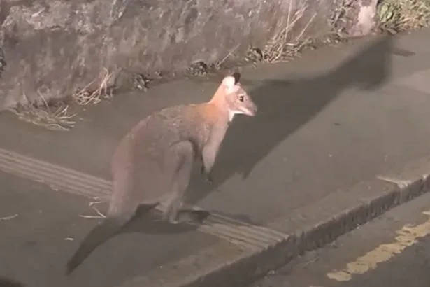 Driver amazed to see wallaby hopping along street in Cornwall