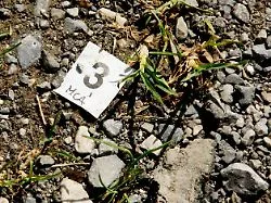 Seltene Pistole im See: Neue Spur in Vierfachmord in den Alpen vor 14 Jahren