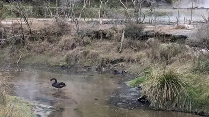 ¿Vapor volcánico como antiparasitario? Así es el curioso comportamiento de las aves en Nueva Zelanda