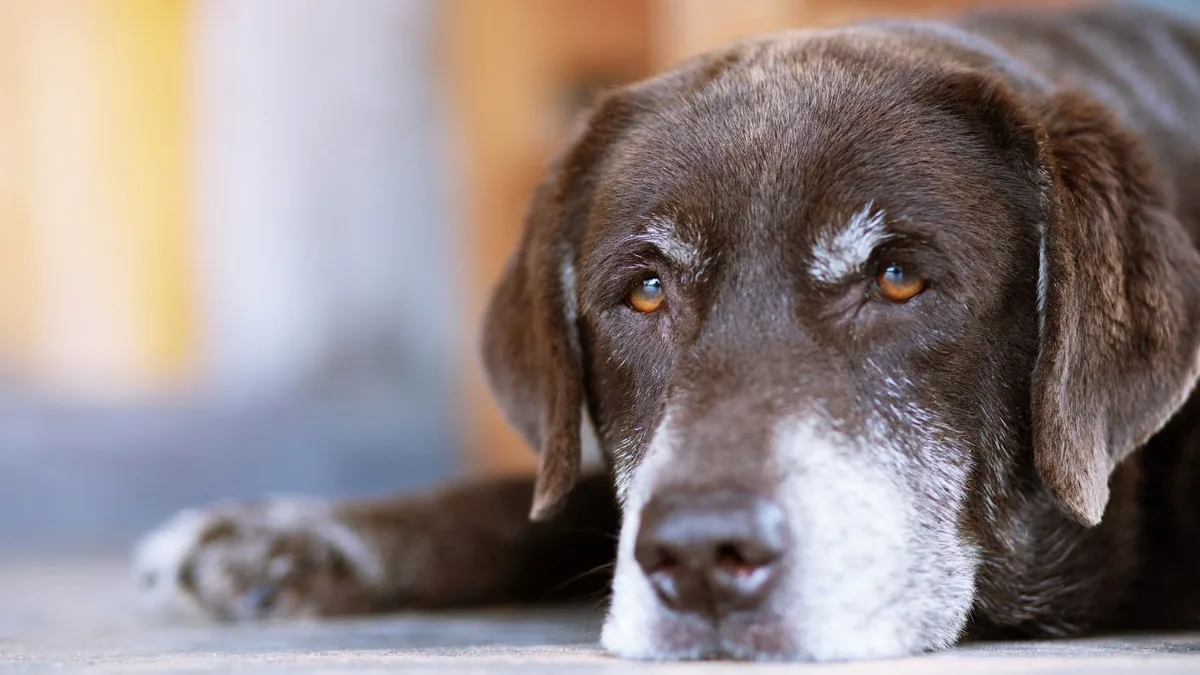 Juan Manuel Liquindoli, adiestrador canino: “Que tu perro envejezca no significa que no disfrute la vida”