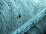 The hidden danger of bed bugs: the pests can cause more than just itchy bites... scientists discover they can also spread deadly drug-resistant bacteria