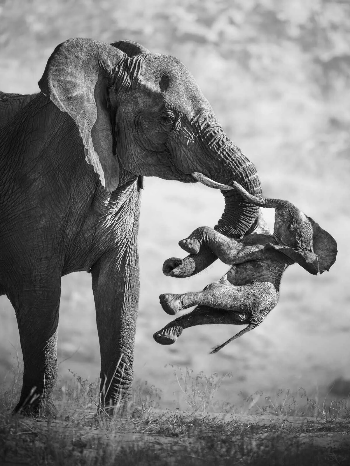 死んだ子ゾウを運ぶそのメスは数年前に子を失っていた 野生生物写真賞2026最優秀賞ほか