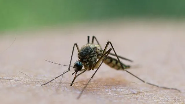 Gesundheit: West-Nil-Virus im Land: Das muss man jetzt wissen