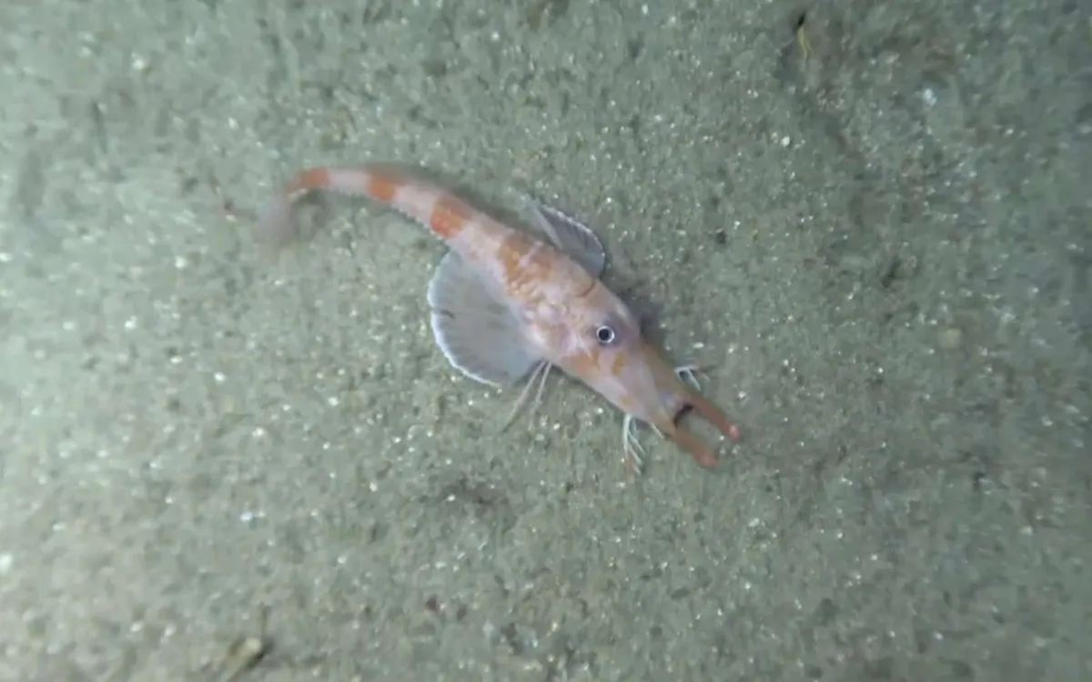 La photo de la semaine : on dirait un alien perdu sur Terre… et il marche à l’envers au fond de l’océan