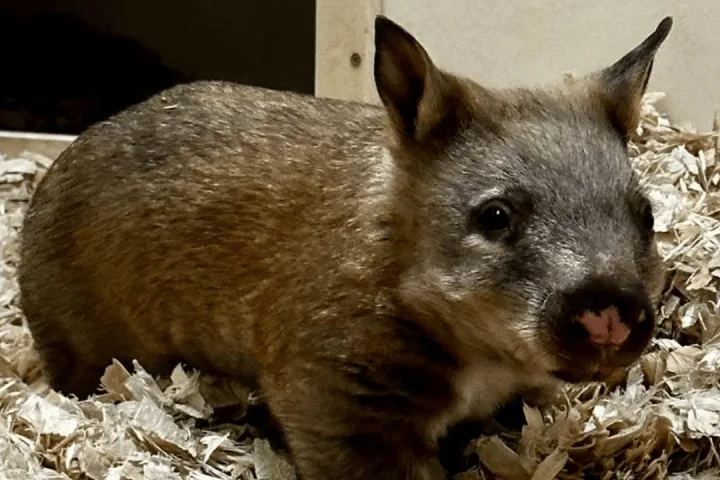 Toronto Zoo seeking names for ‘little potato’ baby wombat