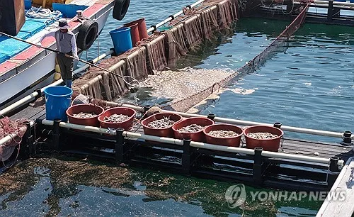 해수부, 고수온 피해 338개 어가에 복구비 137억원 지원