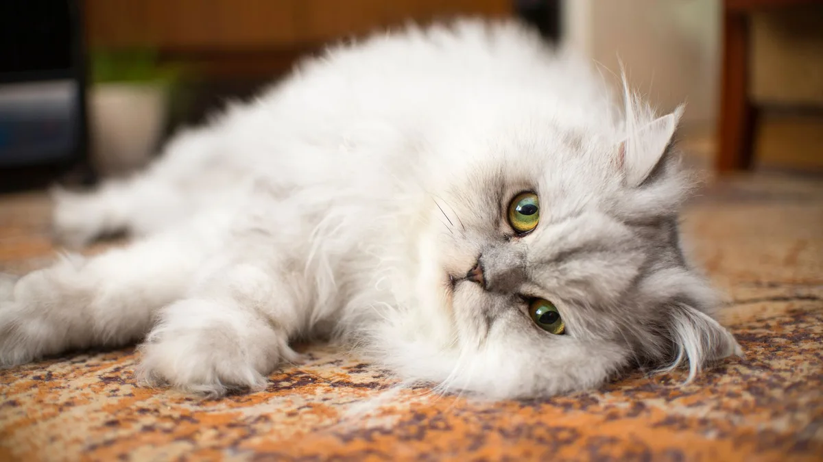 Expertos veterinarios lo confirman: "Cuando un gato ronronea lo habitual es pensar que está feliz, pero puede hacerlo por estrés, miedo o dolor"
