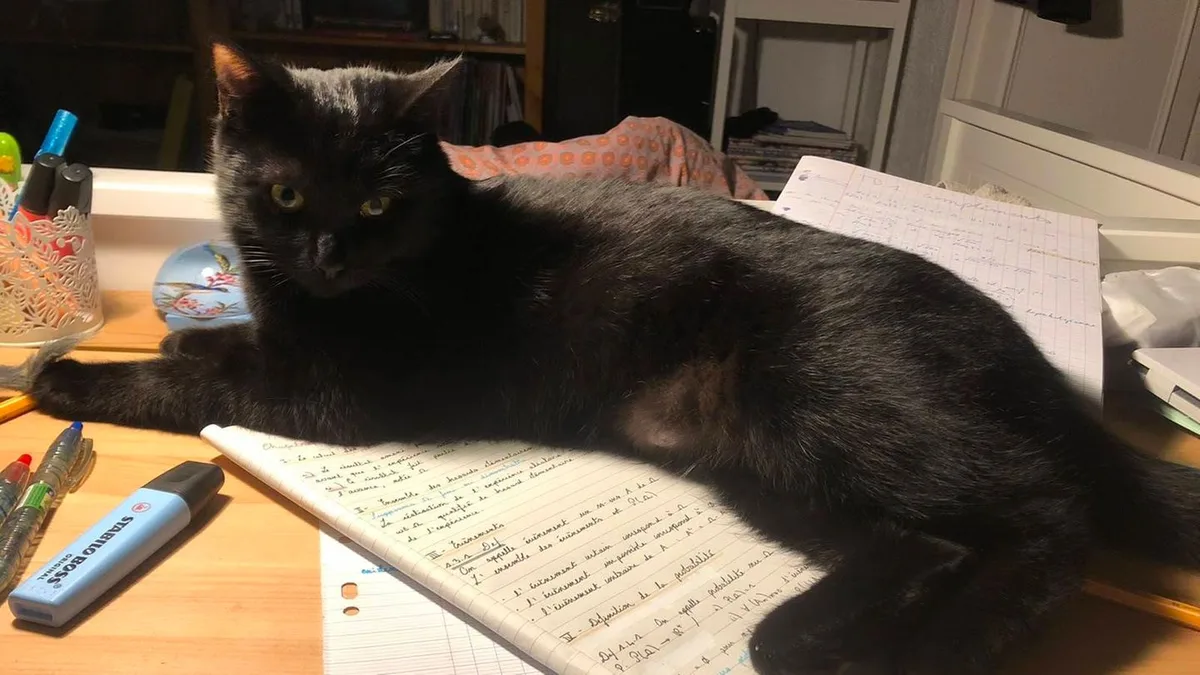 Frankreich: Familie urlaubt auf Raststätte, weil ihre Hauskatze entlaufen ist