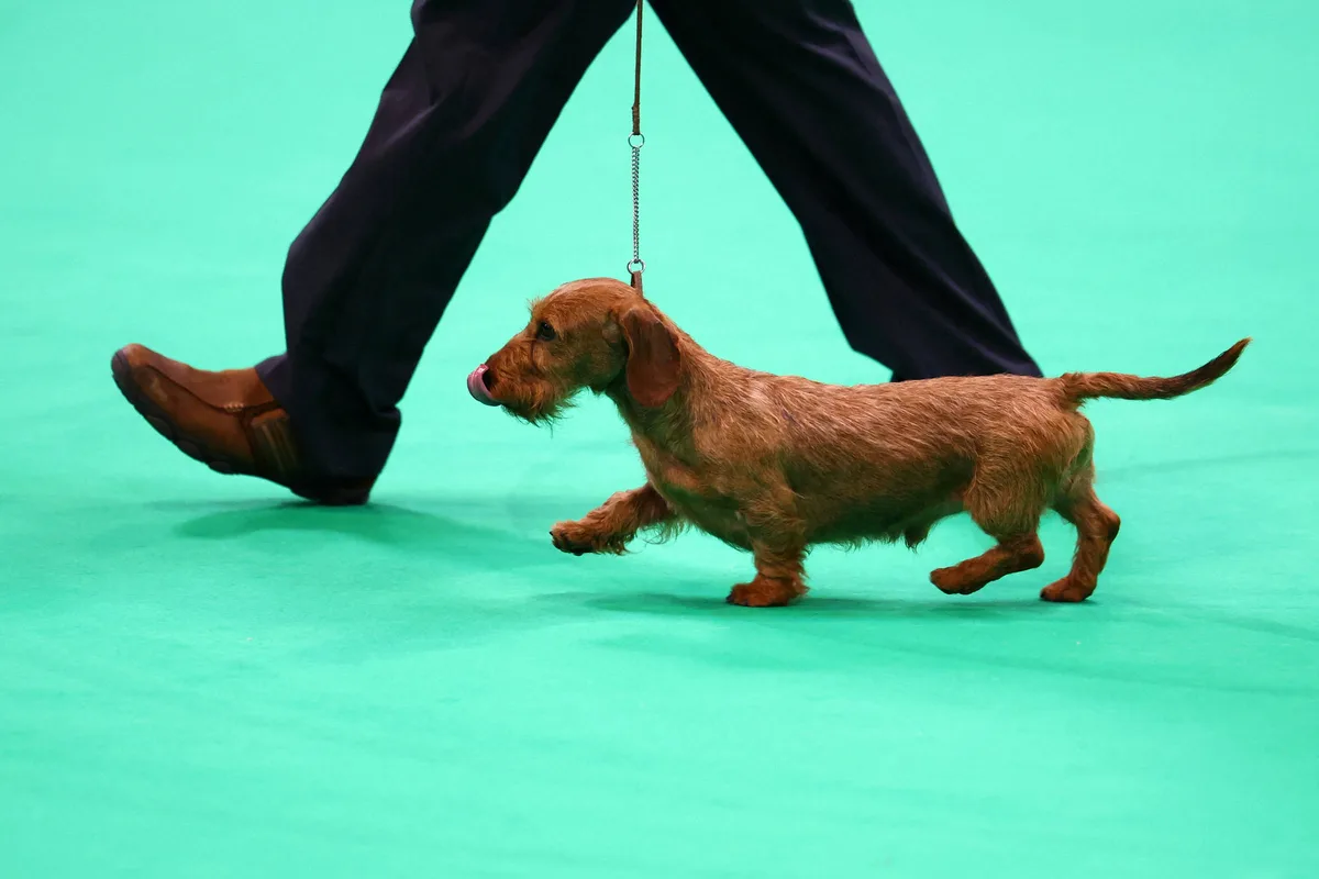 Um museu dedicado aos cachorros salsichinhas