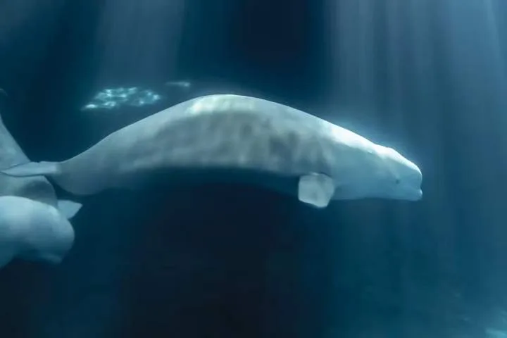 Marineland beluga dies at U.S. aquarium weeks after transfer