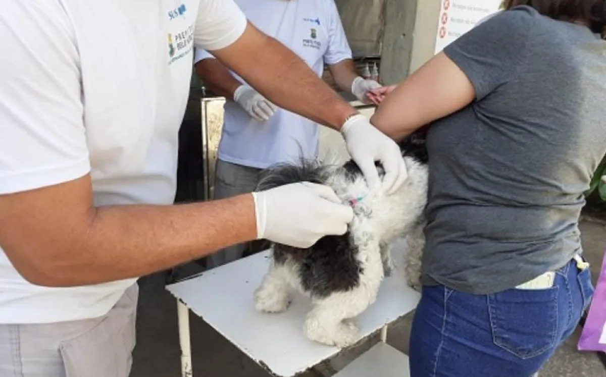 BH tem 280 pontos de vacinação de cães e gatos contra raiva neste sábado; veja locais