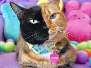 Murió Venus, la gata de dos caras que conquistó internet con un rostro imposible de olvidar