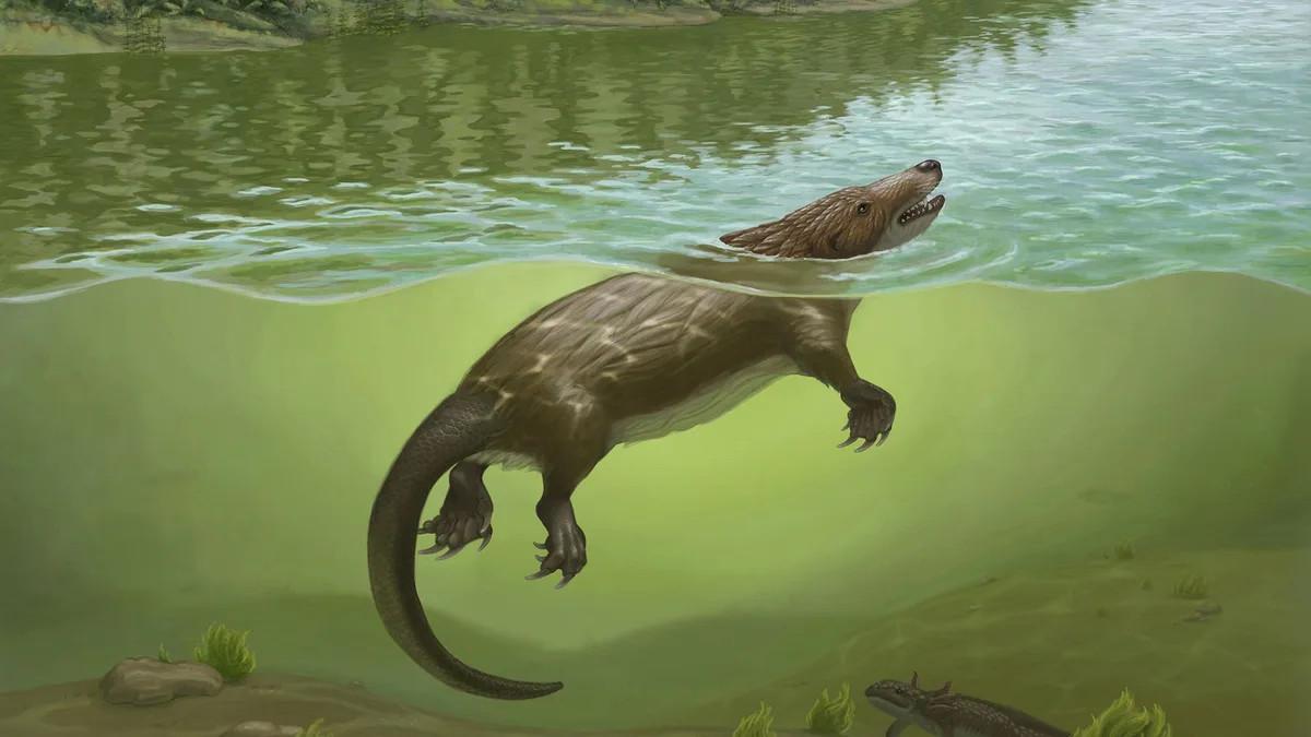 'It looks like a chimera' — 168 million years ago, a strange platypus-like mammal relative lived in China alongside dinosaurs